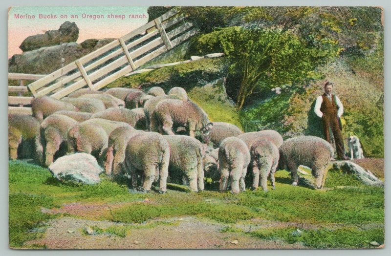 Oregon~Merino Bucks On Sheep Ranch~Modern Shepherd & Dog by Fold~c1910