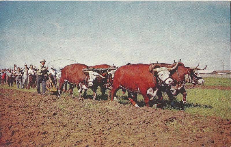 Plowing with Oxen Saskatoon's Pion-Era BC Canada POSTCARD 