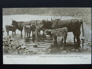 Cumbria Cattle DRINKING DRINKING William Wordsworth Quote c1905 Postcard