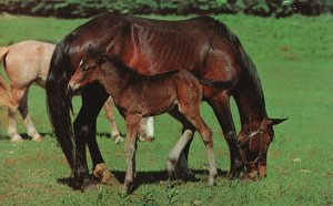 Postcard Proud Colt Animal Pasture Photo By Free Lance Photographers Guild Inc.