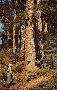 Timber following Western Washington USA Logging Unused 