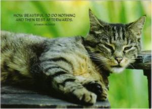 How Beautiful To Do Nothing Cat Quote Postcard