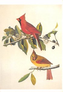 Cardinal Grosbeak, National Gallery Of Art, Washington  