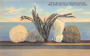 Six Varieties of Sponges Tarpon Springs, Florida