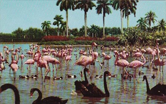 Florida Hialeah Flamingos And Swans On The Infield Lake At Beautiful Hialeah ...