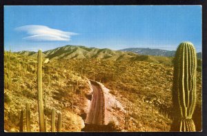 Arizona MT LEMMON Highway Through The Saguaros A Field of Giant Cactus ~ Chrome