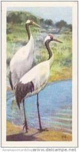 Brooke Bond Vintage Trade Card Wildlife In Danger 1963 No 32 Manchurian Or Ja...