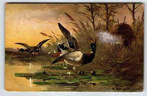 Hunting Season Postcard Signed Muller Rustic Wildlife Ducks HKM 350 Germany