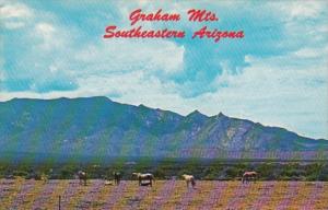 Arizona Graham Mountains With Grazing Horses
