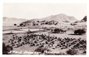 RPPC Photo Postcard, A Ranch Scene Near Pecos, Texas Cattle  C22