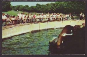 Sea Lion,Brookfield Zoo,Brookfield,IL Postcard 