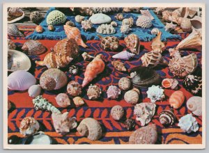 State View~Sea Shells On Towel In Florida~Continental Postcard 