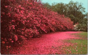 Postcard Louisiana Jefferson Island - Rip Van Winkle Gardens - Azalea Carpet