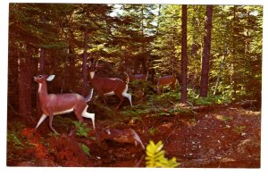 White Tail Deer, Sculptured Zoo, Bronnum`s Animaland, Sussex, New Brunswick