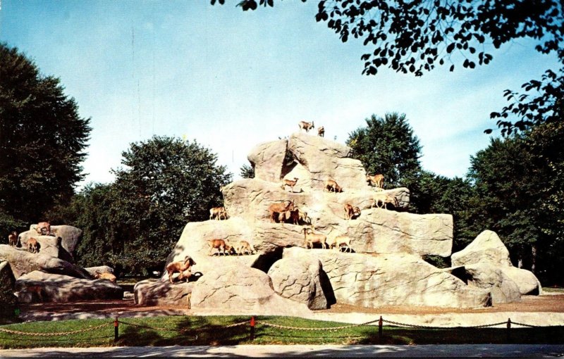 Michigan Detroit Zoological Park Barbary Coast Sheep