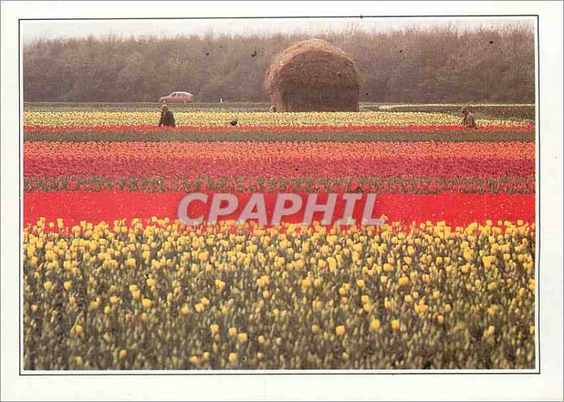 Postcard Modern Nederland Netherlands Flower Fields