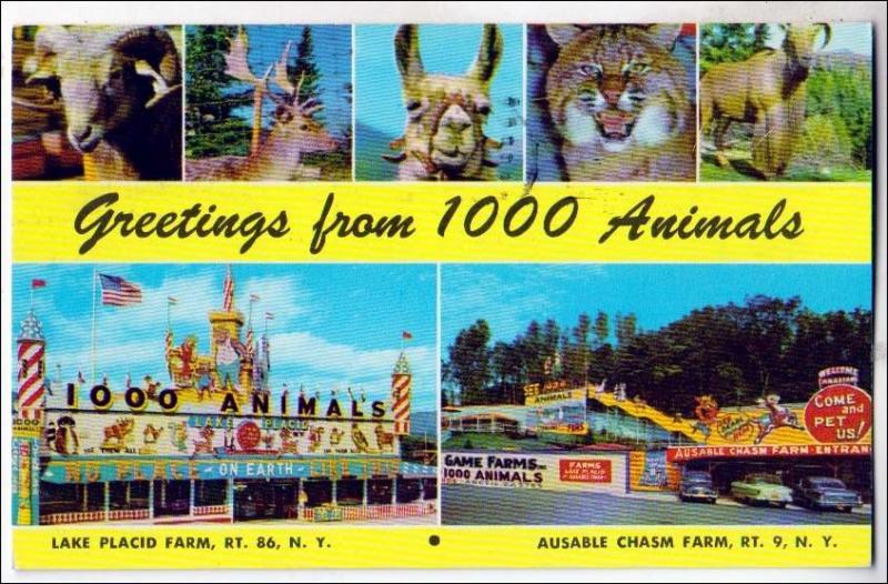 NY - Greetings from 1000 Animals, Lake Placid