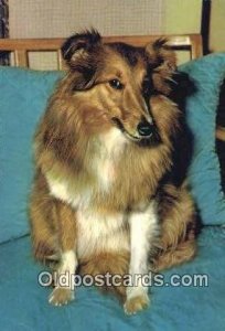 Collie Dog Unused 