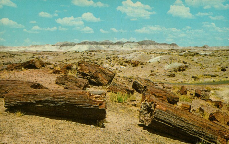 Long Logs Petrified Forest In Arizona Postcard