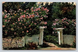 Oleandera   Bermuda   Postcard