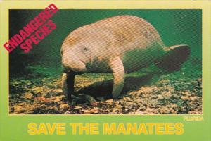 Florida Endangered Species Save The Manatees 1996