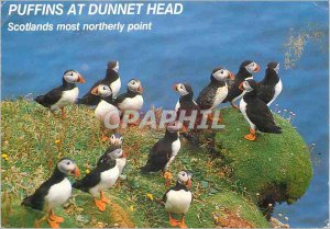 Modern Postcard Scotlands MOST Northerly Point Puffins at Dunnet Head