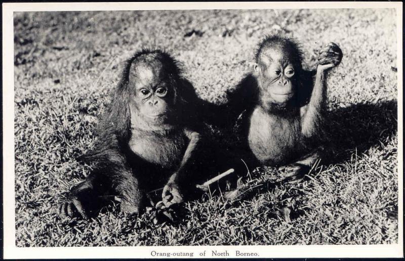 british north borneo, SABAH, Urang-Outang, ORANG UTANG (1950s) Real Photo