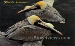 Pelicans - Misc, Florida FL  