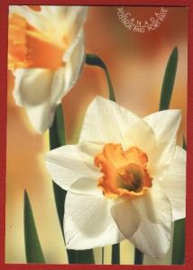 Canada Post Card # UX154 - White Daffodil - flowers