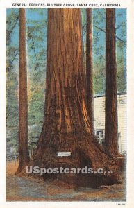 General Fremont, Big Tree Grove - Santa Cruz, California CA  