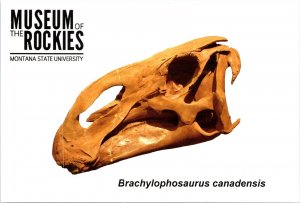 Brachylophosaurus Canadensis skull Museum of Rockies Bozeman Montana POSTCARD