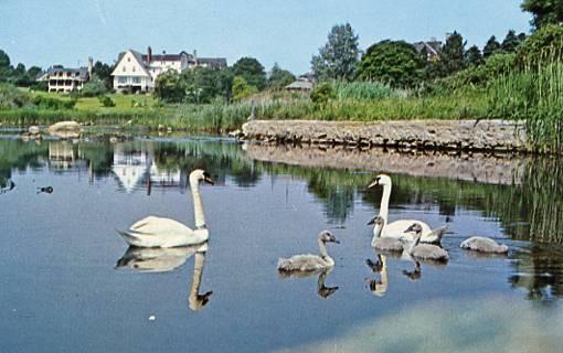 RI - Salt Marshes, Mute Swans