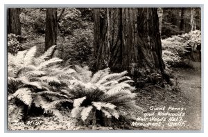 Postcard CA Muir Woods National Monument California Giant Ferns And Redwoods