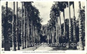 Avenue of Palms, Botanic Gardens Peradeniya Ceylon, Sri Lanka Postal Used Unk...