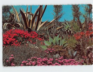 Postcard The flowering desert of the great Southwest