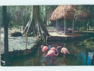 Chrome INDIAN SCENE Silver Springs - Near Ocala Florida FL AH4352