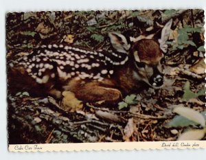 Postcard Cades Cove Fawn, Tennessee