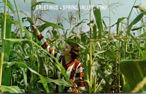 Minnesota Spring Valley Greetings Showing Tall Tall Corn