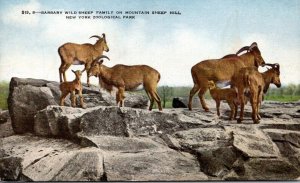 New York Zoological Park Barbary Wild Sheep Family On Mountain Sheep Hill