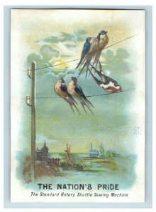 1880's Lovely Birds Nation's Pride Sewing Machine Victorian Trade Card P10