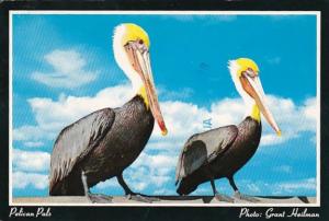 Florida Birds Pelican Pals