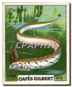 Image Cafes Cafes Gilbert Gilbert oarfish Fish