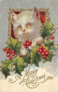 A MERRY CHRISTMAS Cat, Holly Leaves Xmas Cats Series c1910s Vintage Postcard