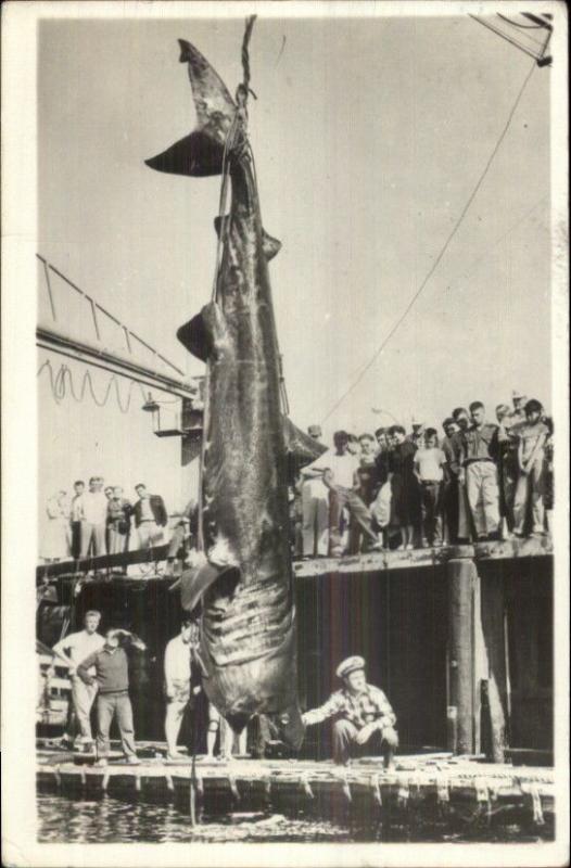 Shark Fishing Catch 24.5ft Long 3500lbs McClintock Pierpoint Long Beach CA