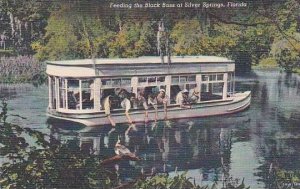 Florida Silver Spring Feeding The Black Bass At Silver Springs