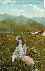 Vintage Postcard Gathering Poppies Winter Scene In Reider Los Angeles California
