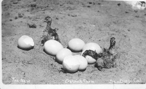 Postcard RPPC California San Diego Ostrich Farm The Nest 1920s 23-4286