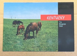 1992 POSTCARD USED - KENTUCKY - THE BLUEGRASS STATE