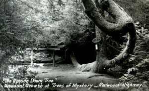 Vintage RPPC The Upside Down Tree Trees of Mystery, Redwood Highway Postcard P87