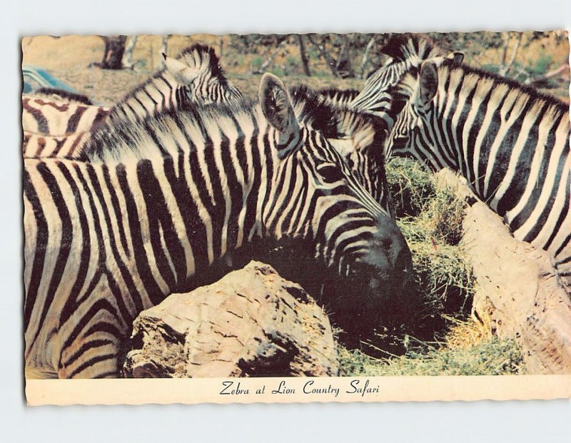 B-305983 Zebra at Lion Country Safari California USA
